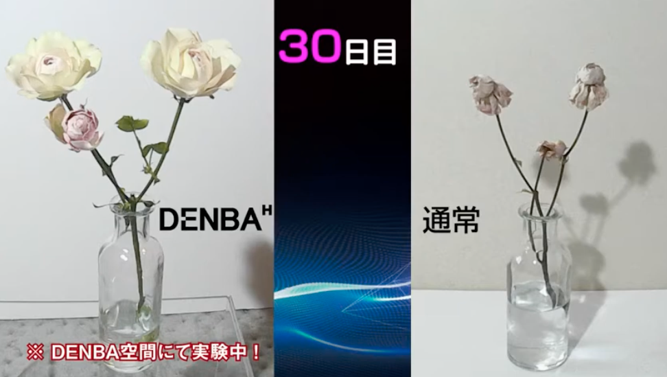 通常の環境で30日目の生花